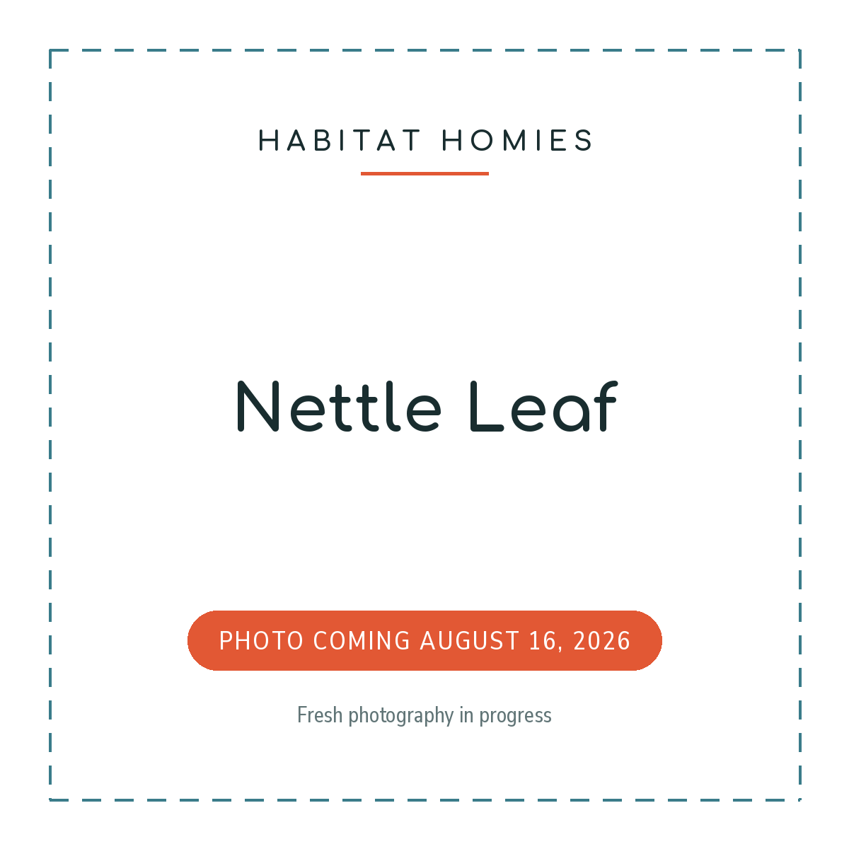 Nettle Leaf. Product photo coming August 16, 2026.