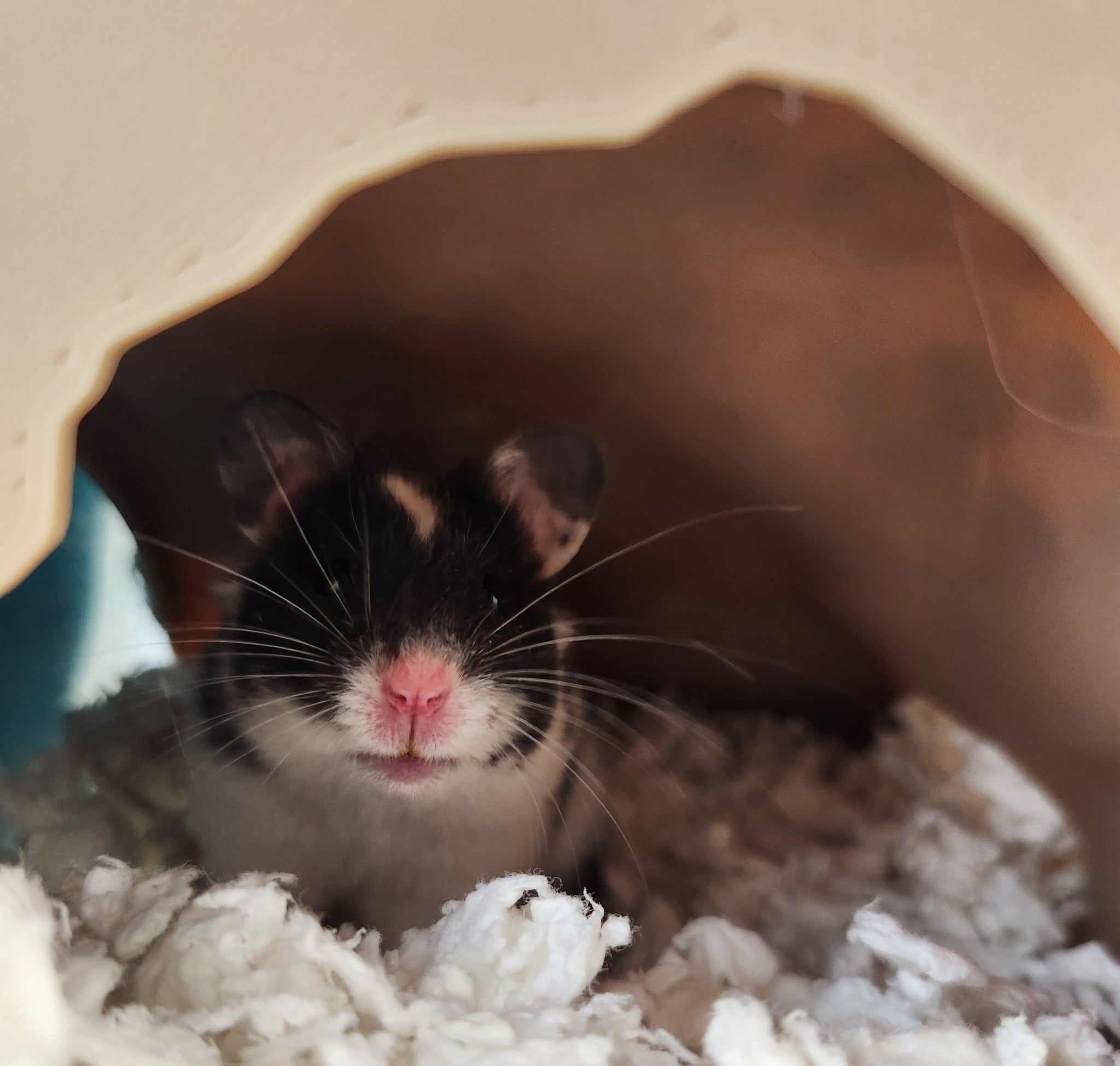 Wild Hamster Burrows