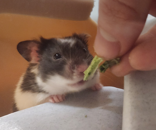 Hamster, Mouse, Gerbil Treats & Foraging: Safe Options, Portions, and Safety Basics