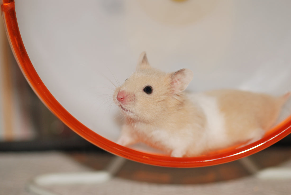 Enrichment Toys for Hamsters & Mice