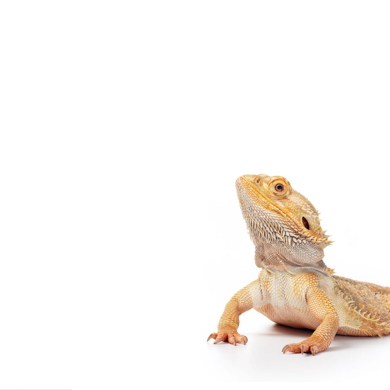 Bearded Dragon