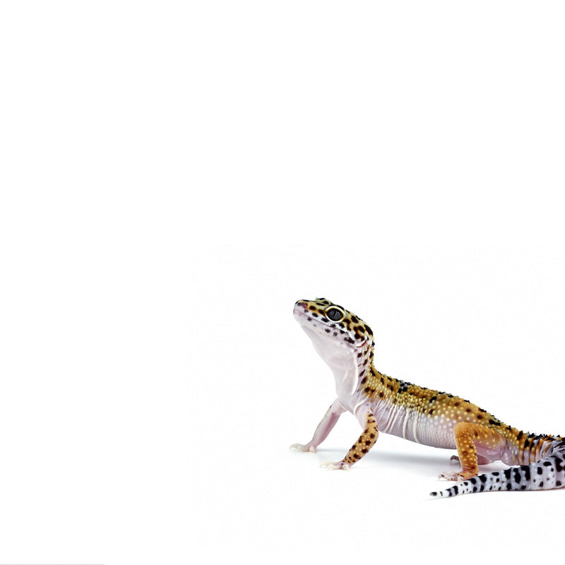 Leopard Gecko