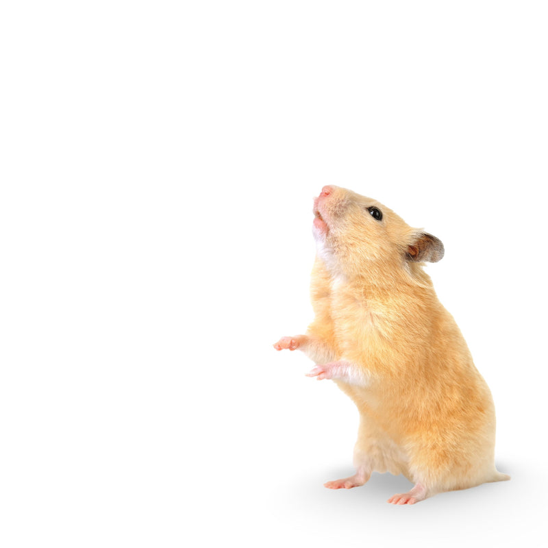 Syrian Hamster