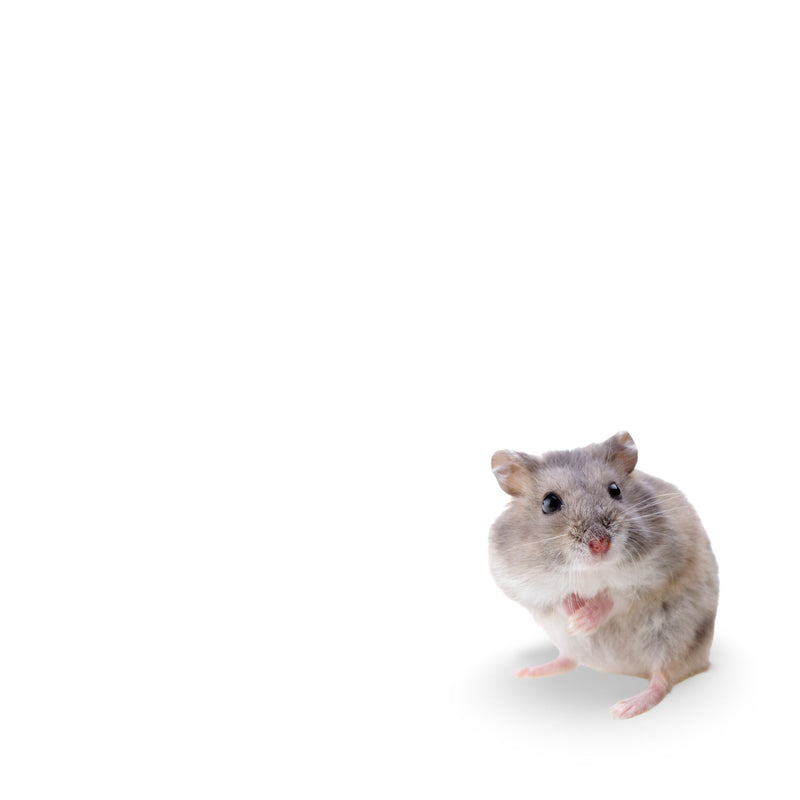 Dwarf Hamster, Mouse, & Gerbil