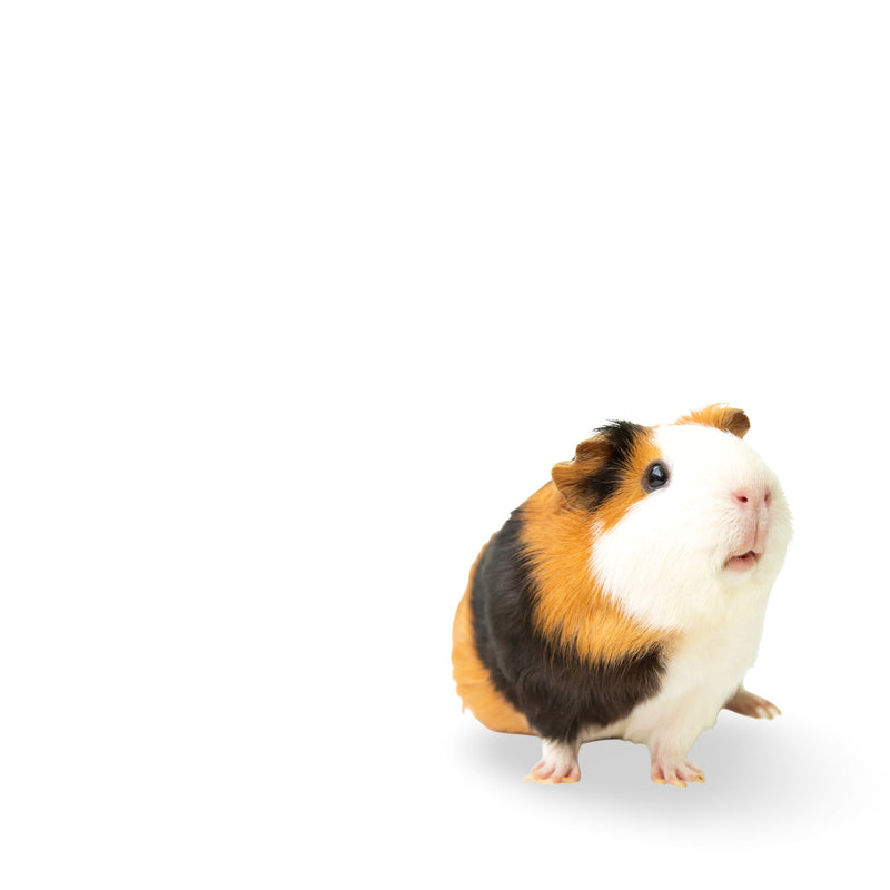 Guinea Pig