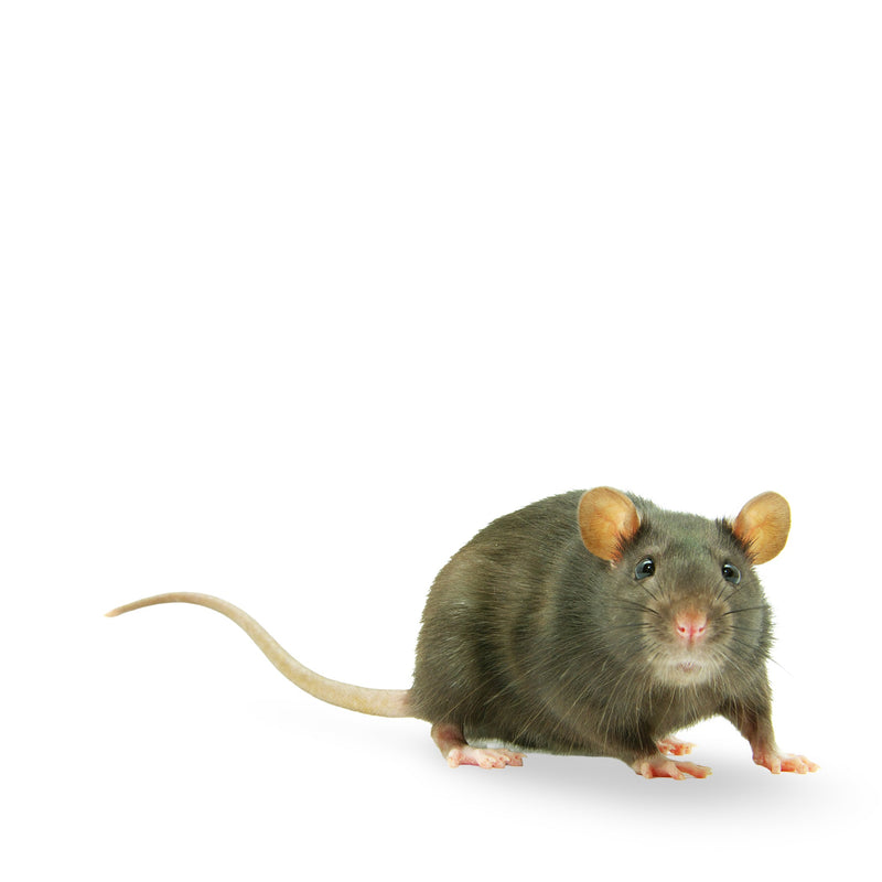 Rat