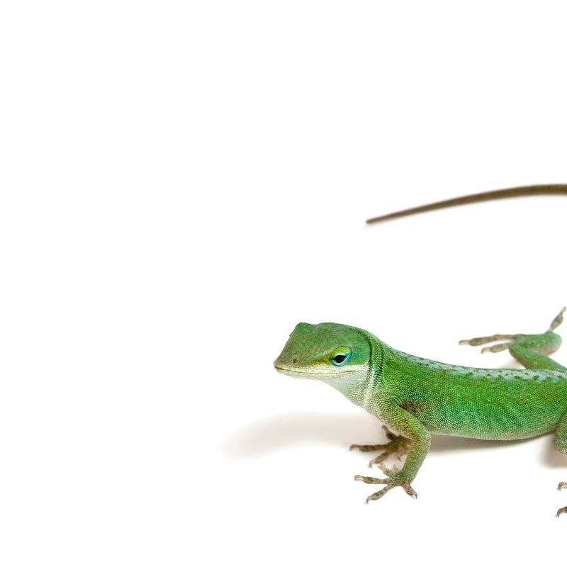 Anole & Small Lizard