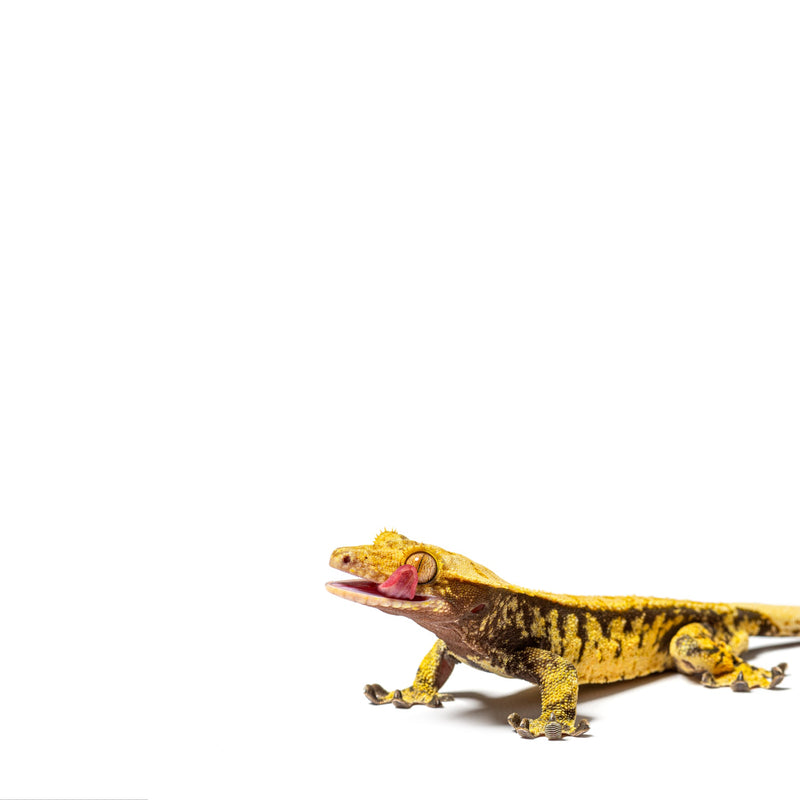 Crested Gecko