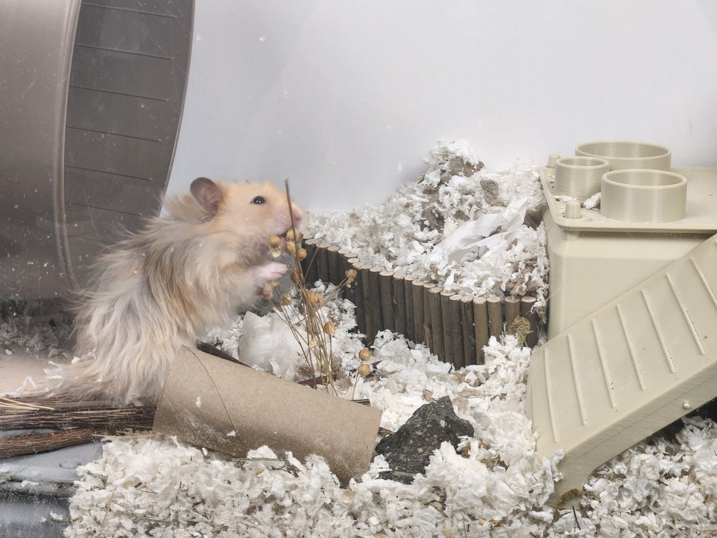 Your hamster has instincts.