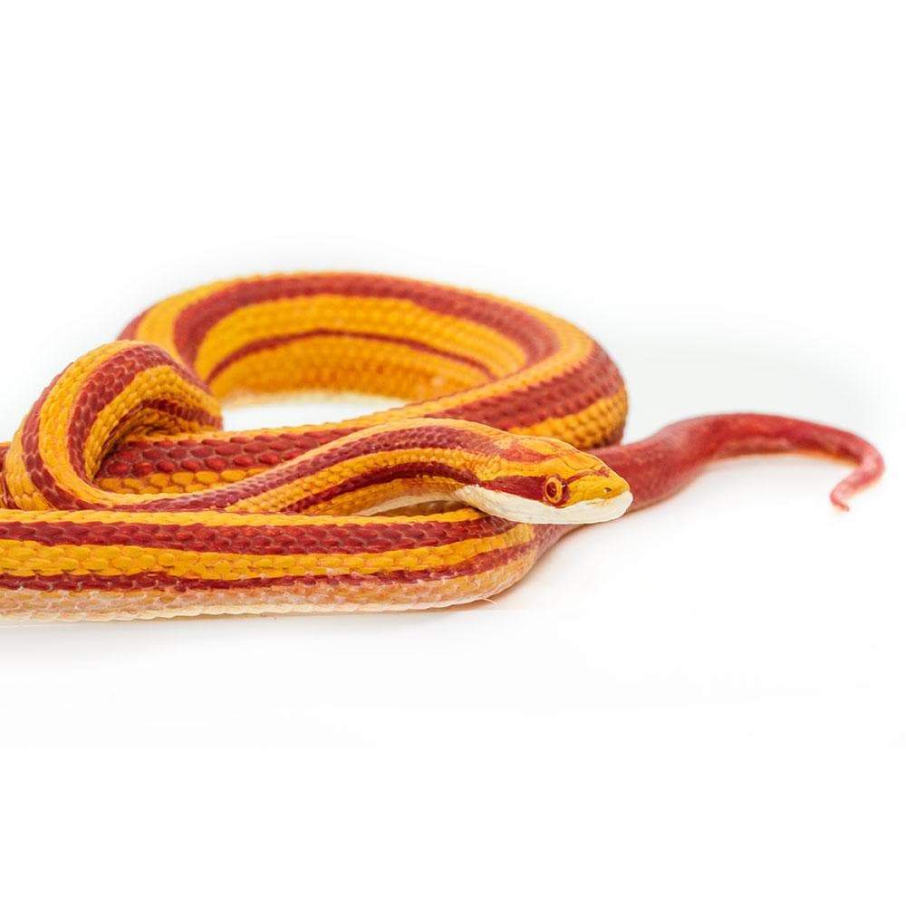 Corn Snake Figurine