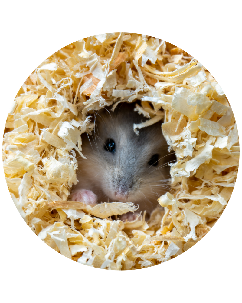 Burrowing & Digging