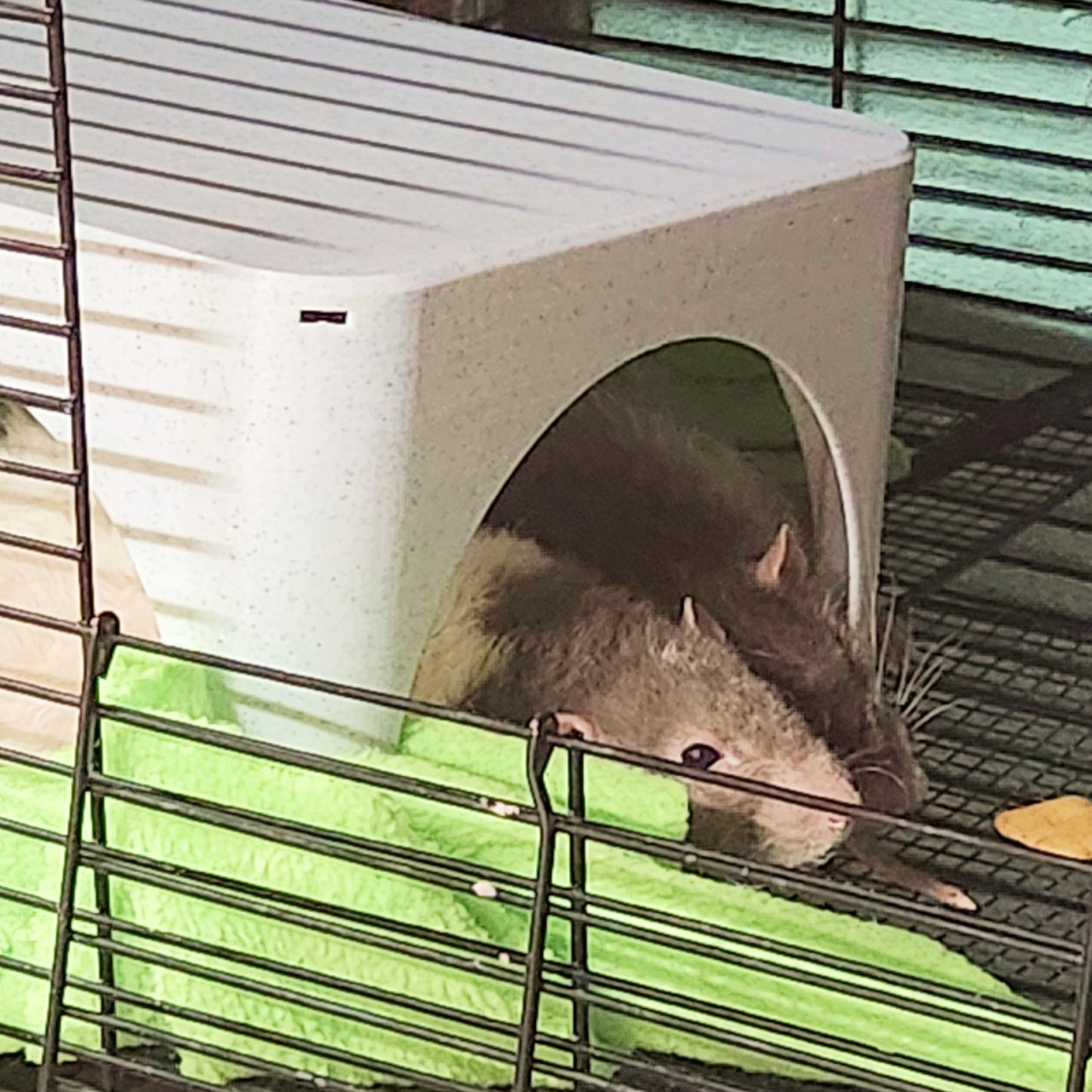 Stackable Rat Hide - Fits 2-3 adult Rats