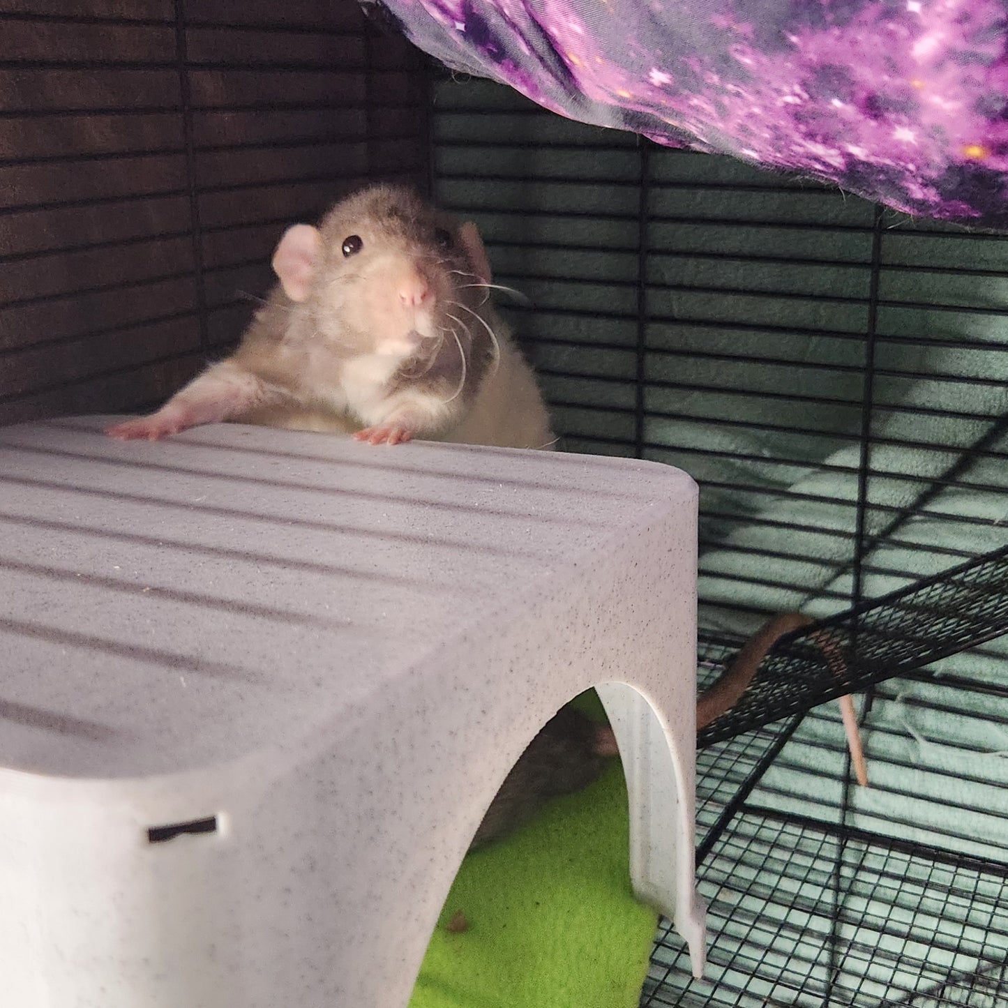 Stackable Rat Hide - Fits 2-3 adult Rats