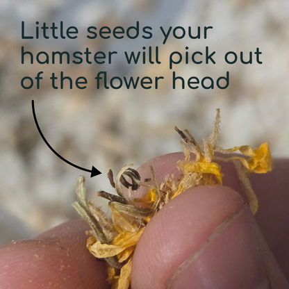 Marigold Flower for Hamsters, Mice, and Gerbils