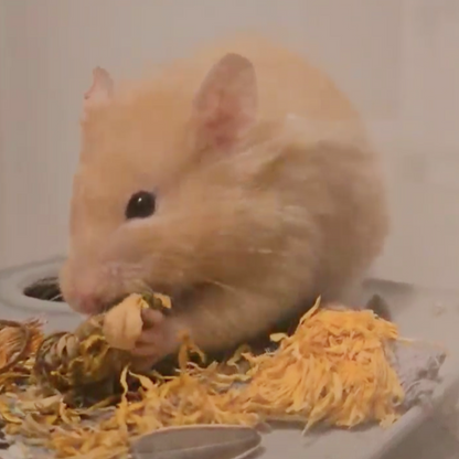 Marigold Flower for Hamsters, Mice, and Gerbils
