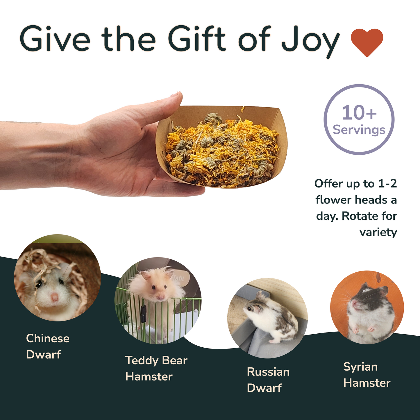 Marigold Flower for Hamsters, Mice, and Gerbils