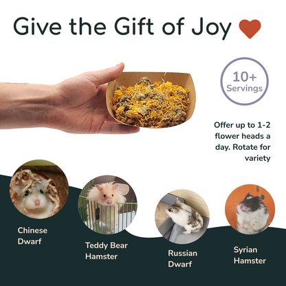 Marigold Flower for Hamsters, Mice, and Gerbils