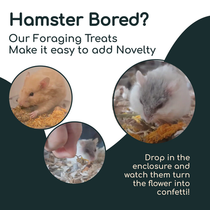 Marigold Flower for Hamsters, Mice, and Gerbils