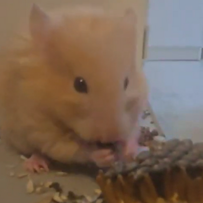 Sunflower Nibbles