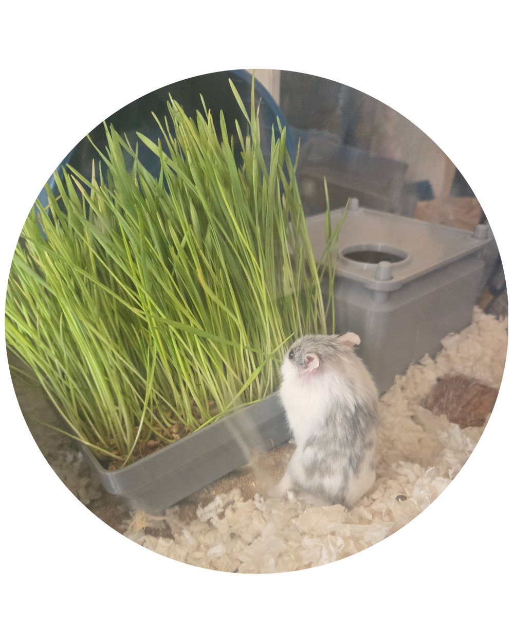 Foraging & Hunting
