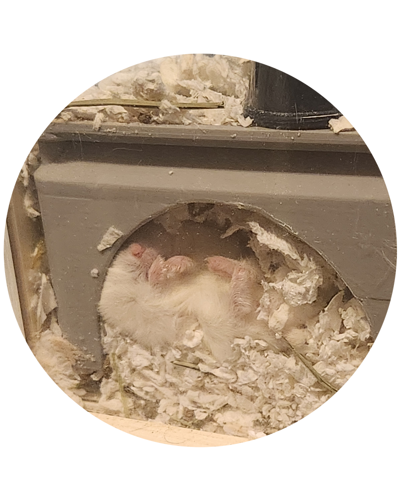 Hiding & Nesting