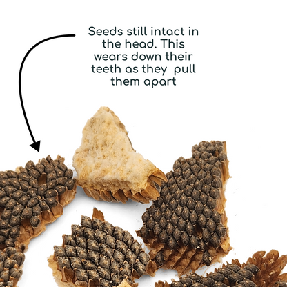 Sunflower Nibbles