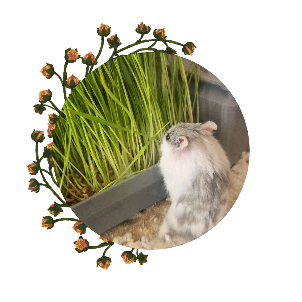 Foraging & Hunting