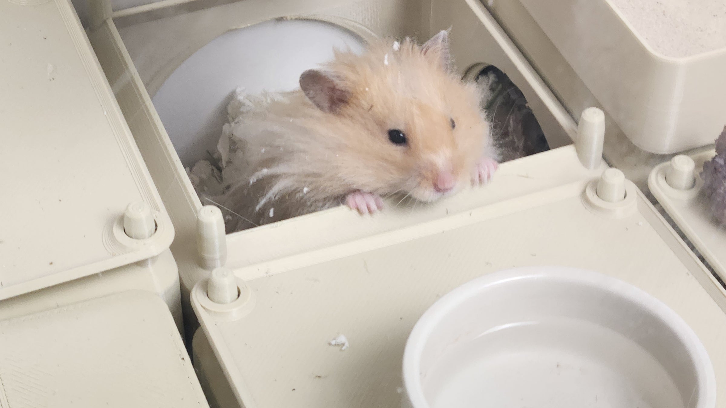A burrow that changes shape.