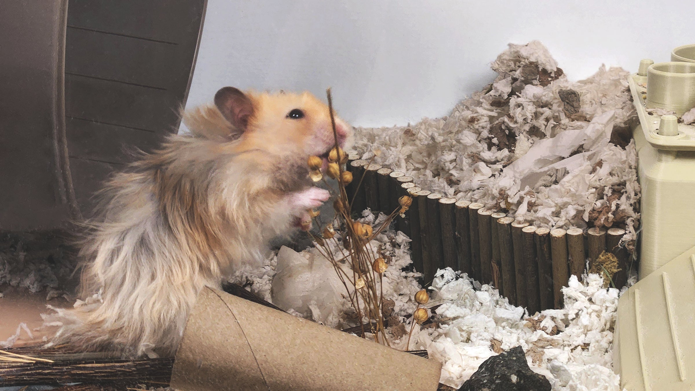 Your hamster has instincts.