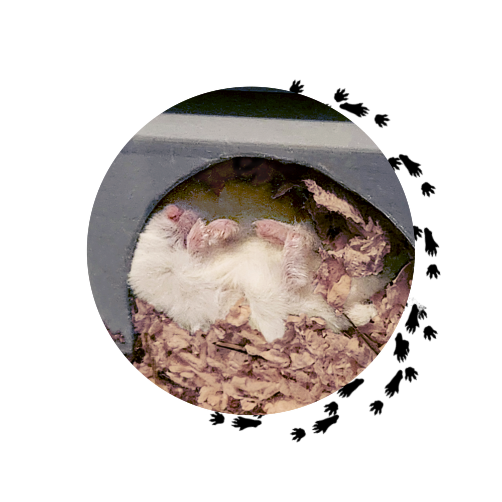 Hiding & Nesting