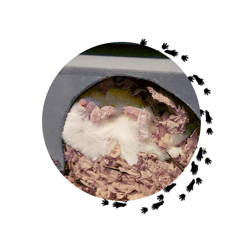 Hiding & Nesting