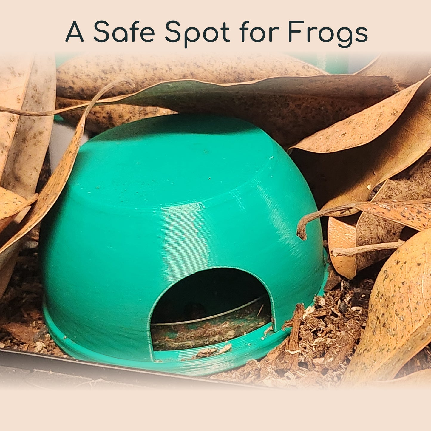 Frog Homie Cove