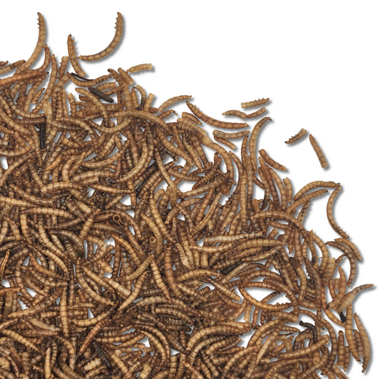 Mealworm - Freeze-Dried