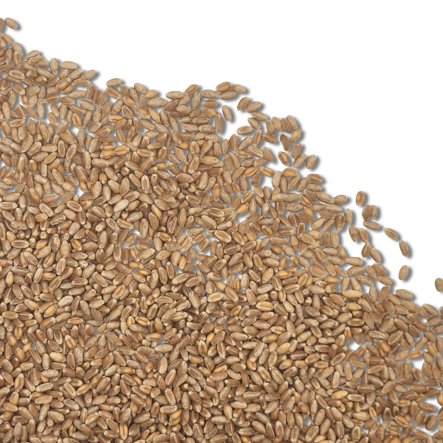 Wheatgrass Seed