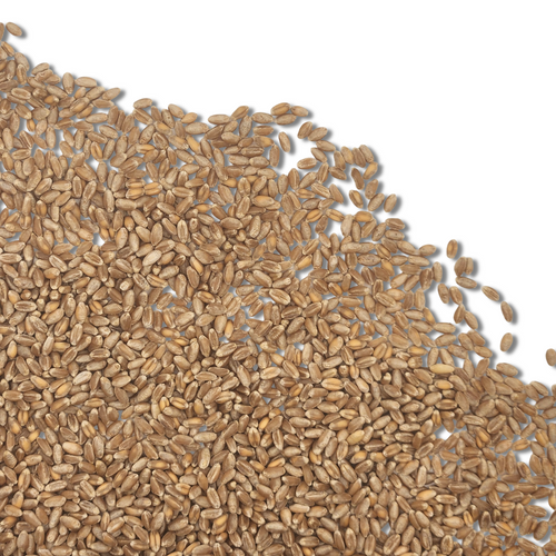Wheatgrass Seed