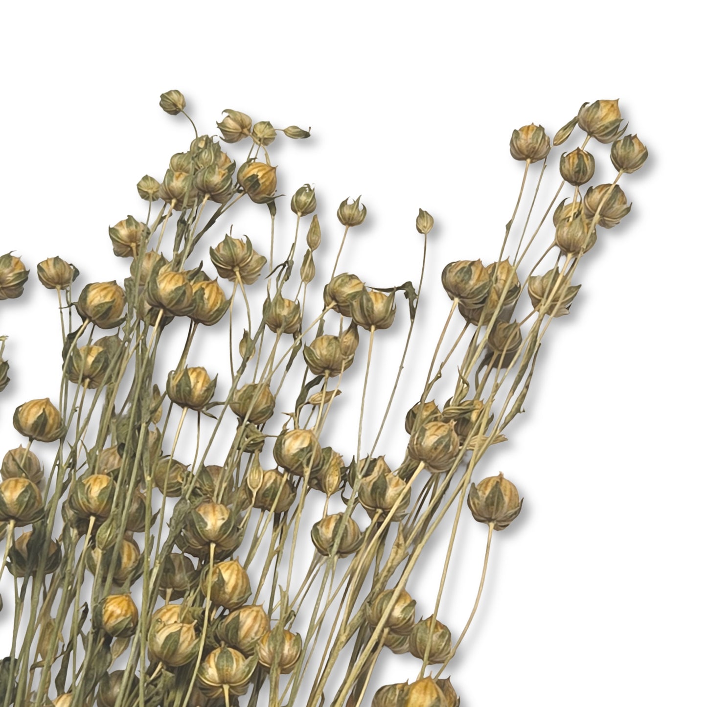 Flaxseed Sprays (per bundle)