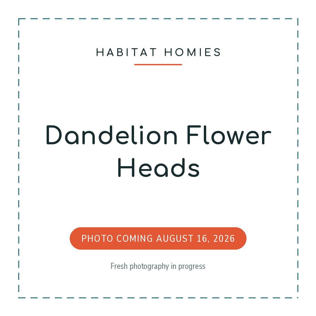 Dandelion Flower Heads. Product photo coming August 16, 2026.