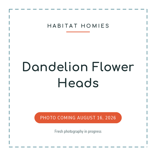 Dandelion Flower Heads. Product photo coming August 16, 2026.
