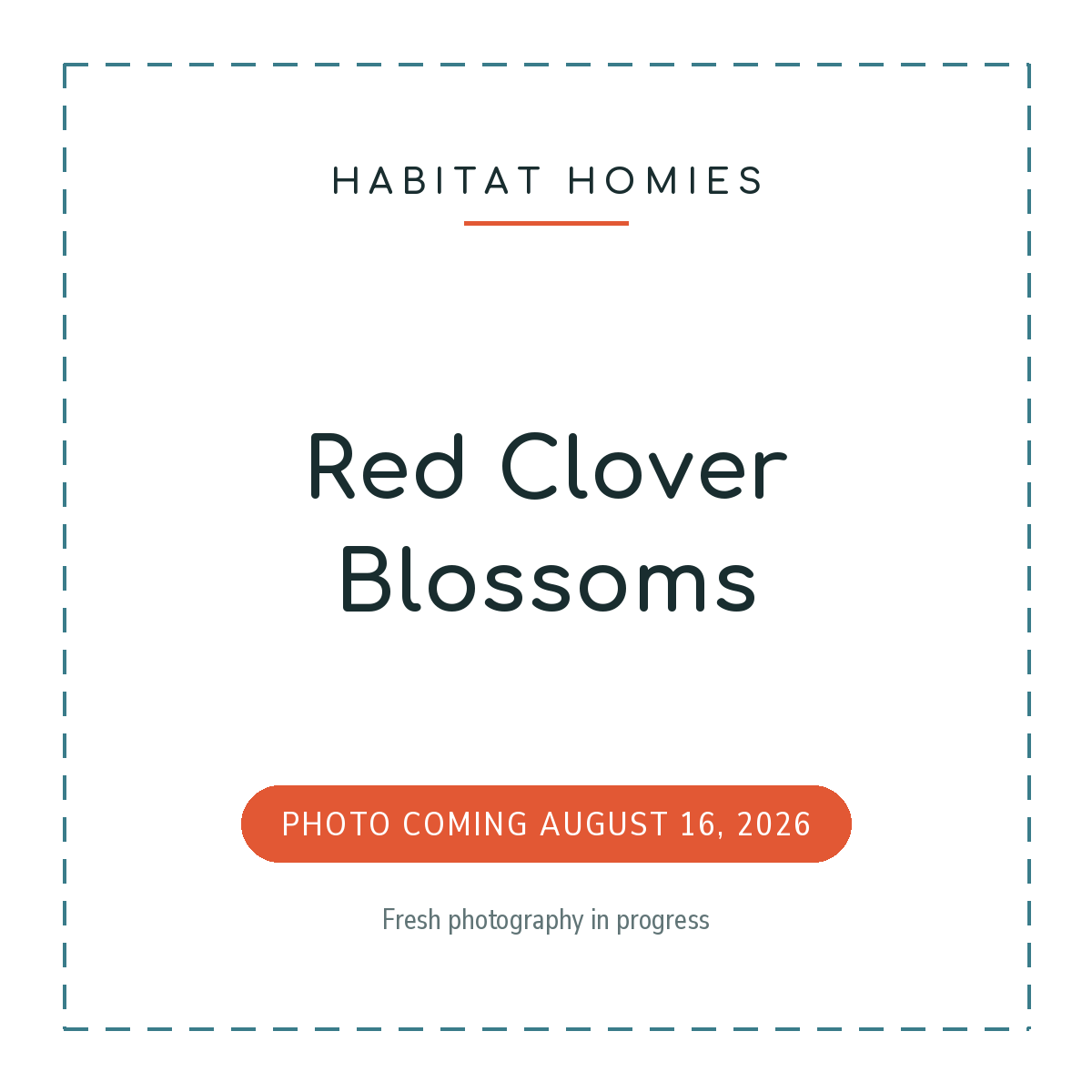 Red Clover Blossoms. Product photo coming August 16, 2026.