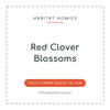 Red Clover Blossoms