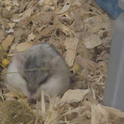 Flaxseed Sprays (per bundle)